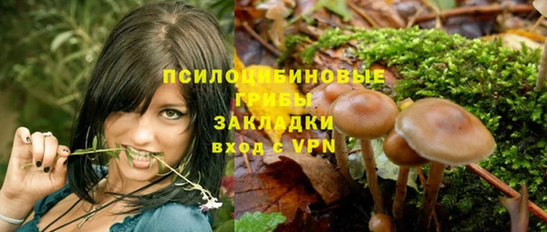 прущие грибы Михайлов